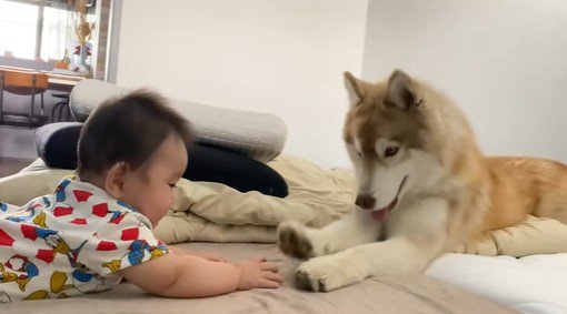 茶々丸くんと赤ちゃん3