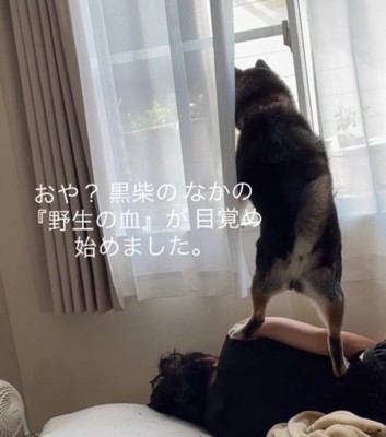 窓の外に向かって吠える犬