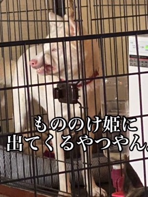 ムキ顔のトックちゃん3