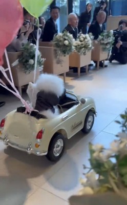 バージンロードを走る車