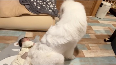 赤ちゃんの体に自分のお尻をくっつける超大型犬