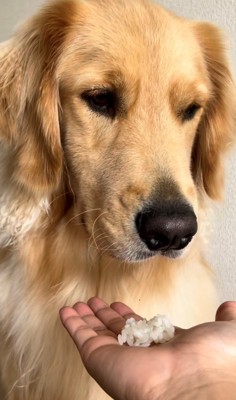 横目でごはんを見つつ気乗りしない様子の犬