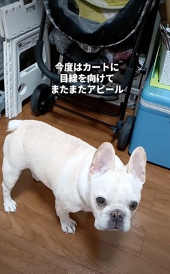 見つめる犬