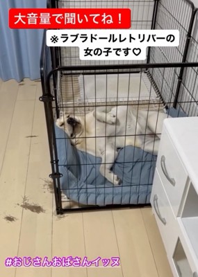 仰向けで眠る犬