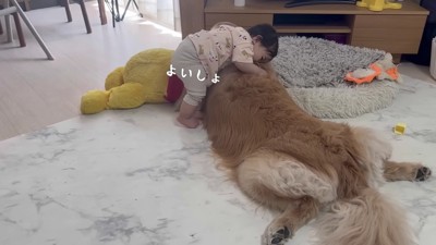 ほのちゃんが遊び始めた