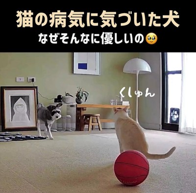 くしゃみをした猫に向かって歩み寄る犬