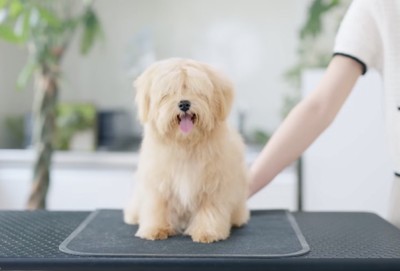 カット台の上に乗せられた毛が伸びた犬