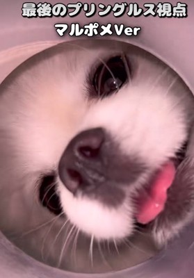 諦めずに中を覗く小型犬