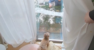窓の外にいる男性を見る犬