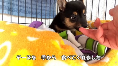 手から食べてくれるように♪