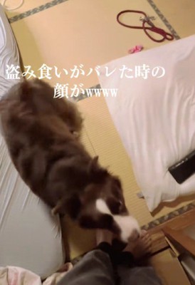 パパに駆け寄るテールちゃん