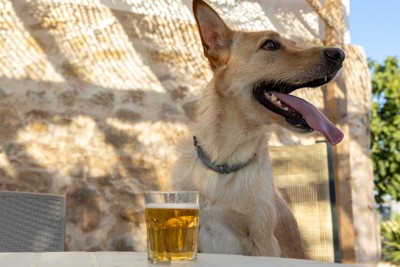 ビールと犬