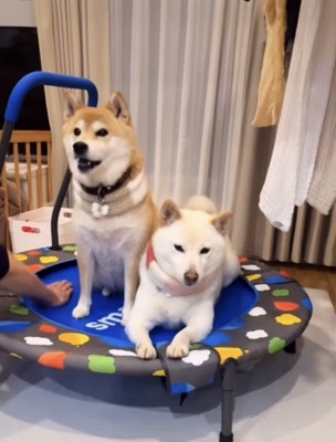 2匹でトランポリン2