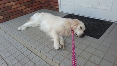 車に乗るのを拒否するギンちゃん3