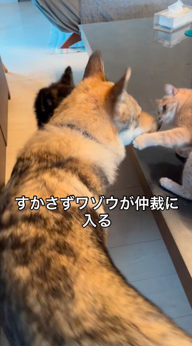 猫に顔を近づける大型犬