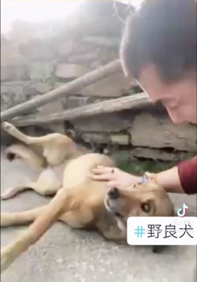 地面に寝転びお腹を見せる犬
