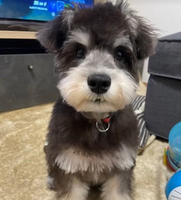 お座りしている子犬