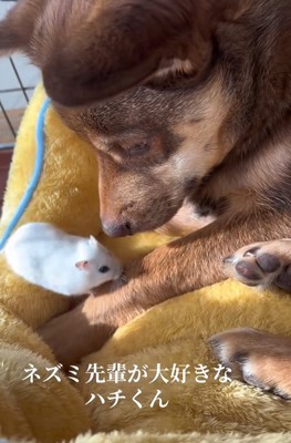 ハムスターを見つめる保護犬