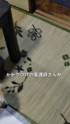 床を歩く白い犬