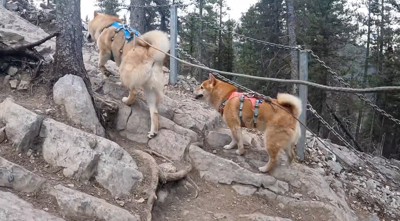 岩がむき出しになった山道を登る2頭の犬