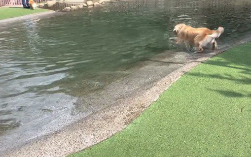 前足を水につけて遊ぶ犬