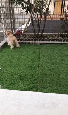 おもちゃを投げた時のベルちゃん8