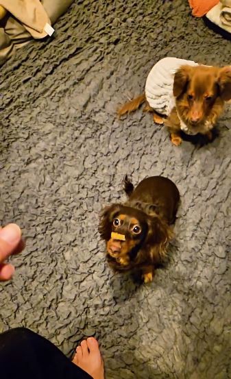 いつかお口でキャッチできる日が来ると良いですね!