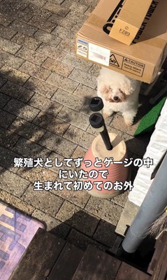 リリーちゃんの変化2