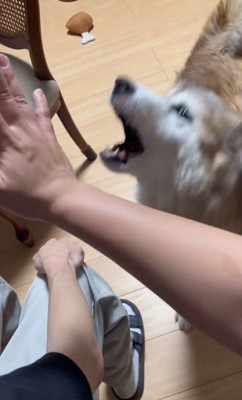 吠えるごん太郎くん