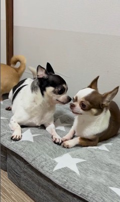 うめちゃんの遊びの誘い方4