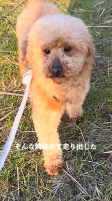 ひとしきり走って投稿者の方へ近づいてくる犬