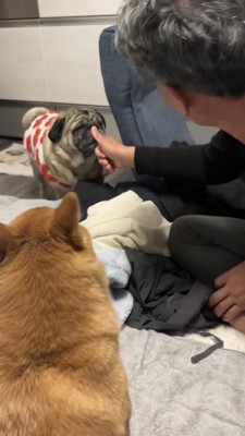 親指を立てて犬たちに見せるパパ