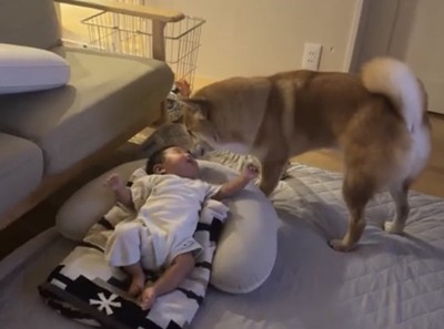 赤ちゃんに顔を近づける犬