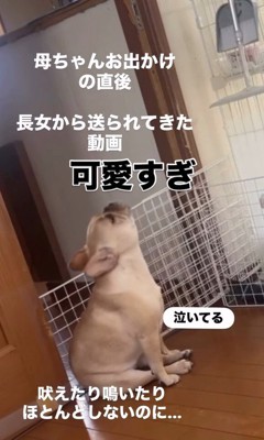 ママさん外出後のこむぎちゃん5