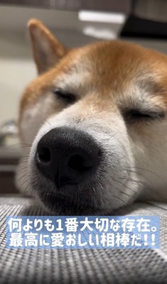 寝る犬のアップ