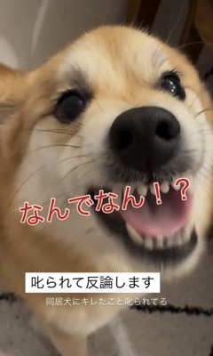 口を大きく開ける犬