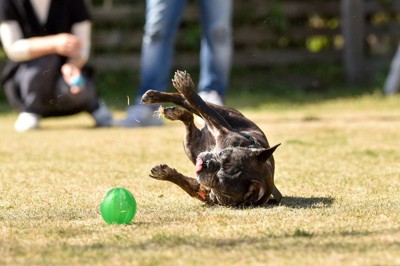 芝生で転がる犬