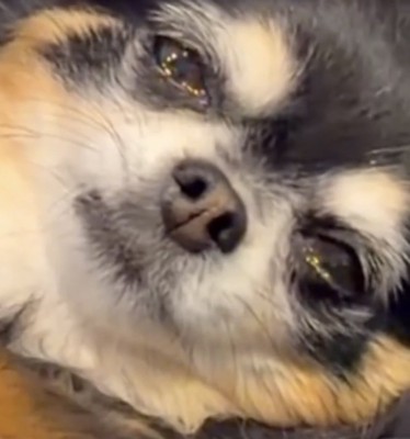 潤んだ瞳で見つめる犬