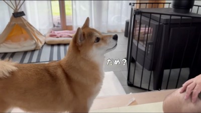 男性の顔を見上げる雌の柴犬