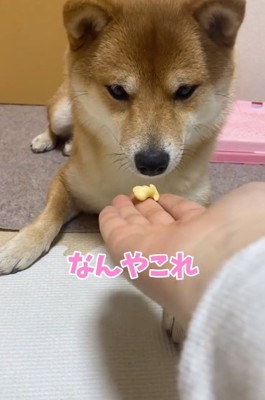 形が気に入らないはなちゃん