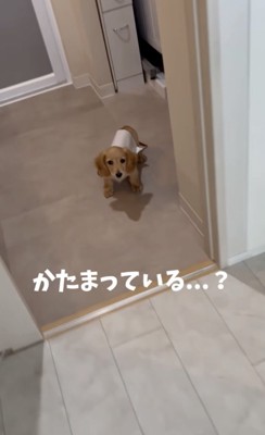 固まって動かない犬