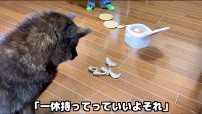 床に置いたおやつを見つめる犬