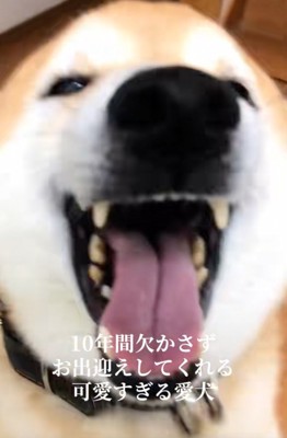 笑顔の柴犬