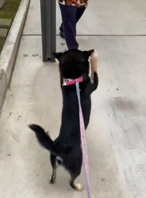 立って歩く犬4