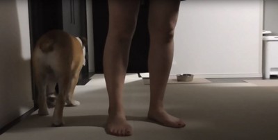 立っている飼い主の横を通る犬の後ろ姿