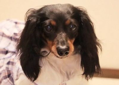 こんなに美しいわんこに！！