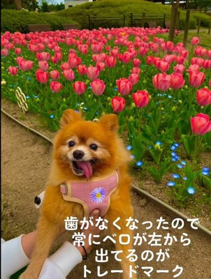 舌が出ているマハロちゃん