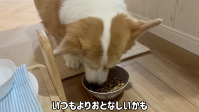 女の子がくれたごはんを食べる犬