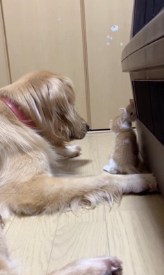 ゲンちゃん登場