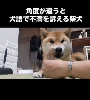 不満を訴えるこむぎくん1